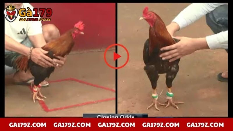 2 ứng viên nổi bật tham gia cuộc chiến