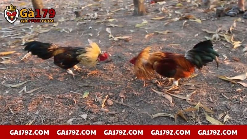 Các thuật ngữ trong đá gà cần ghi nhớ khi xổ gà