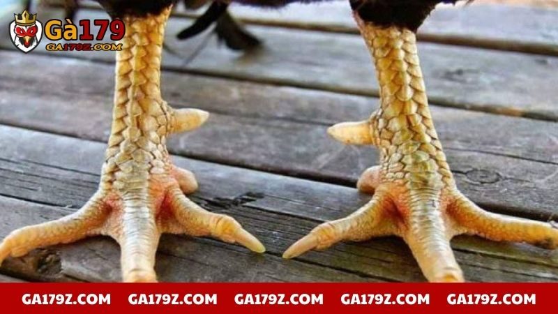 Cách nhận biết vảy gà ngũ quỷ cực đơn giản