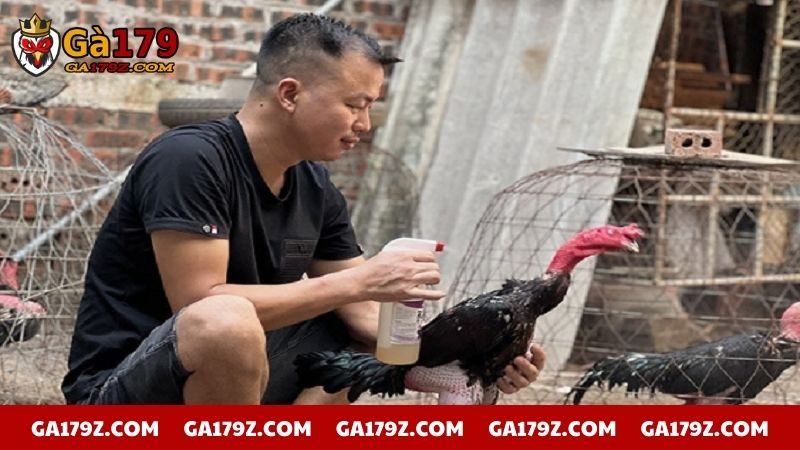 Chăm sóc chiến kê ở chế độ đặc biệt