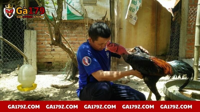 Chú ý phòng bệnh thường gặp cho chiến kê