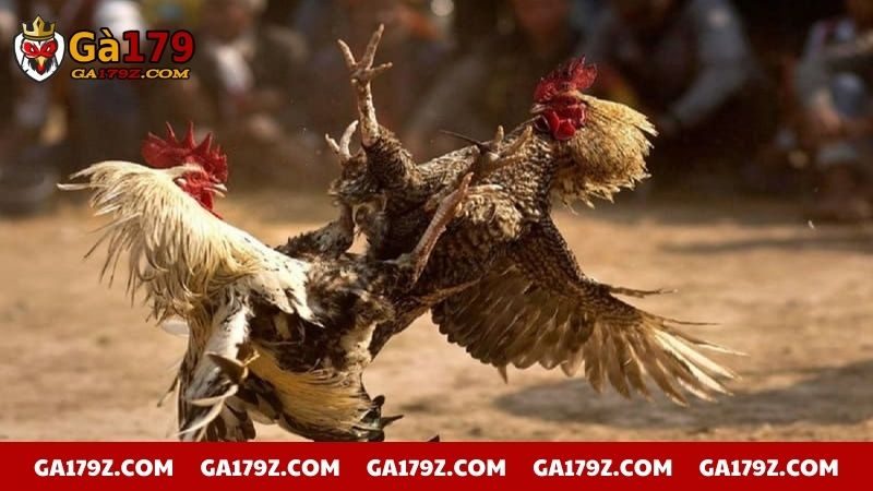 Chân gà chọi có khả năng chiến đấu cực tốt