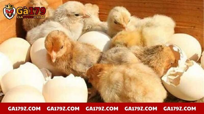Chọn giống chuẩn để đạt năng suất chăn nuôi cao nhất