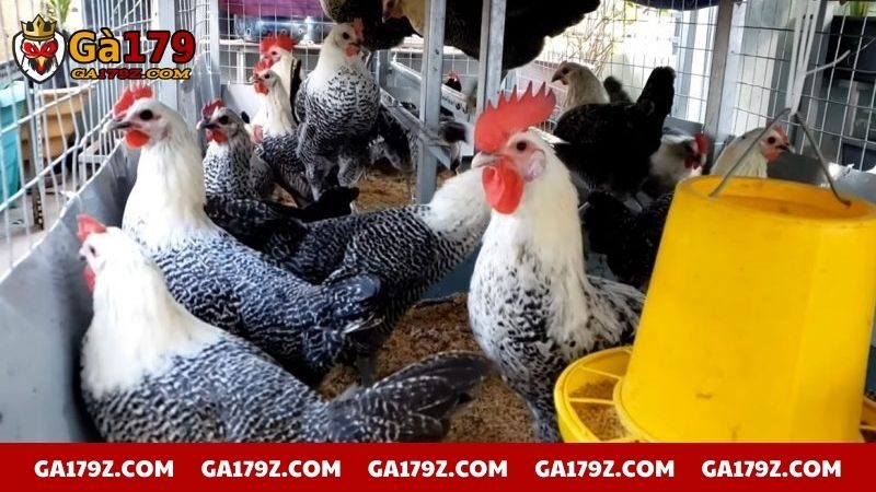 Tìm hiểu về gà Ai Cập 3 máu