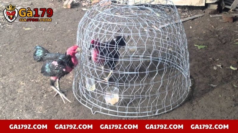 Tập luyện cho gà trước khi tham gia đá giải