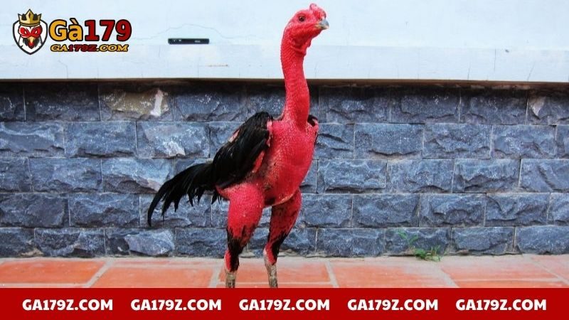 Gà đòn có hình thể cao lớn vượt trội hơn các giống khác