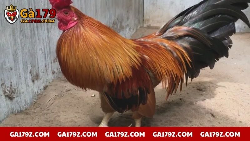 Đặc điểm gà chọi hay