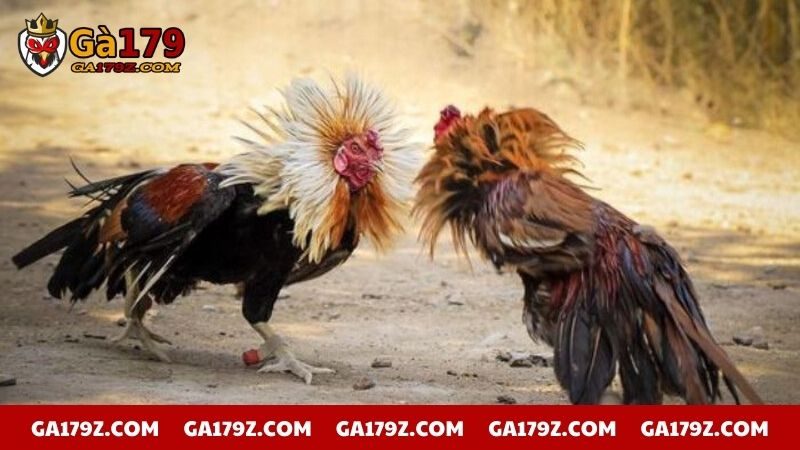 Đặc điểm nhận diện bàn chân yếu ớt của chiến kê