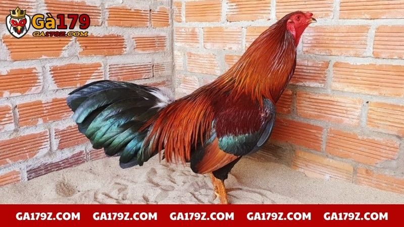 Địa chỉ mua gà chọi tốt ở Việt Nam