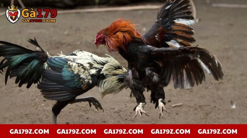 Diễn biến trận gà 24 tỷ vô cùng căng thẳng