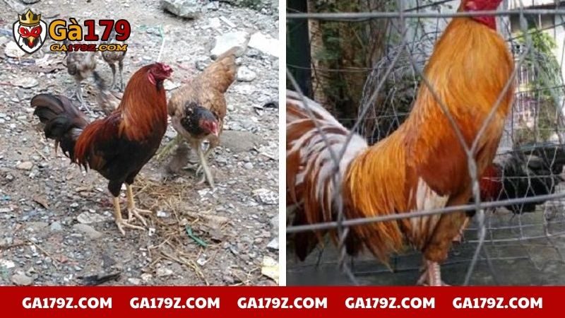 Gà Cao Lãnh tuyệt đỉnh đá chọi