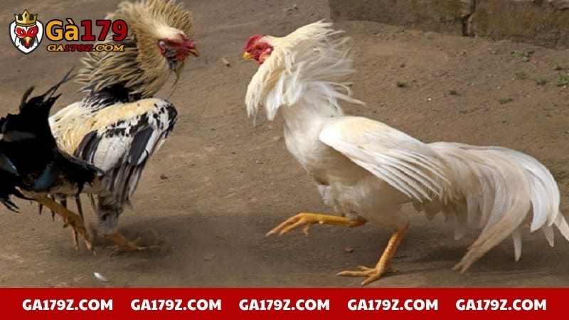 Gà chọi có vảy khai vương cực nổi bật