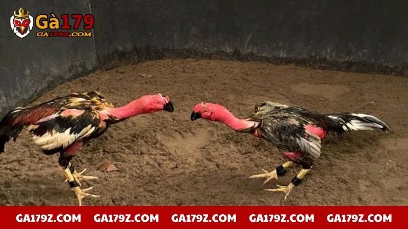 Giải đá gà đòn được nhiều người yêu thích