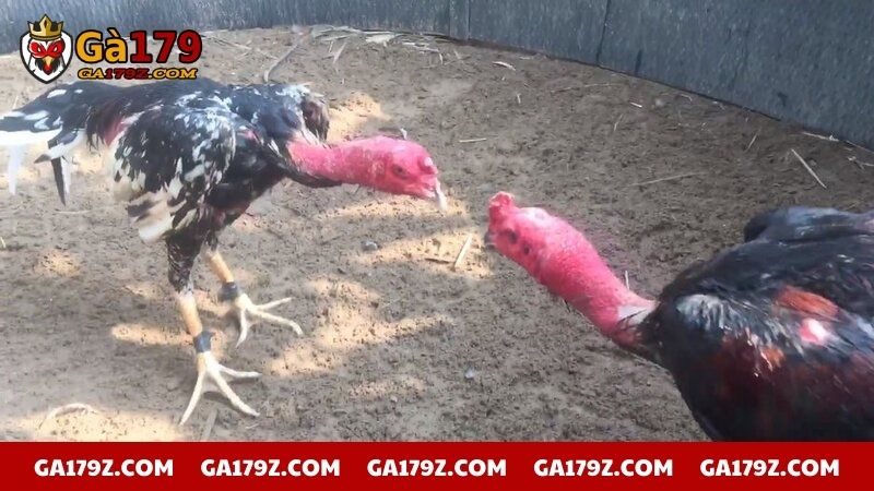 Giải thích về cách chấp tiền gà chọi trong đá gà