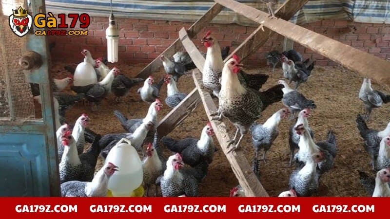 Giống gà lai cho lợi nhuận chăn nuôi cực cao