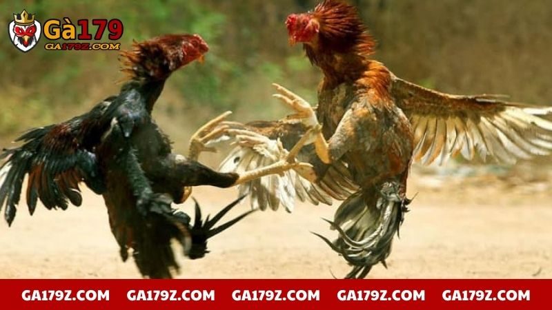 Khái niệm để chỉ thời gian cho 1 hiệp đá gà