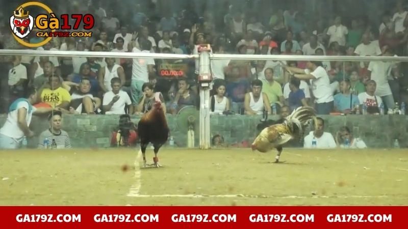 Livestream thi đấu của chiến kê