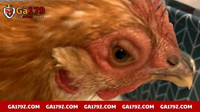 Nhỏ nước muối sinh lý vào mắt cho chiến kê