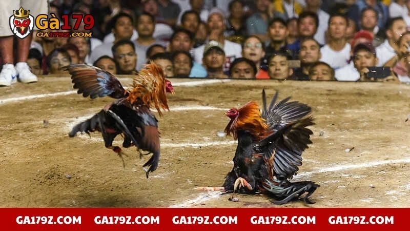 Những vấn đề của gà sau khi thi đấu