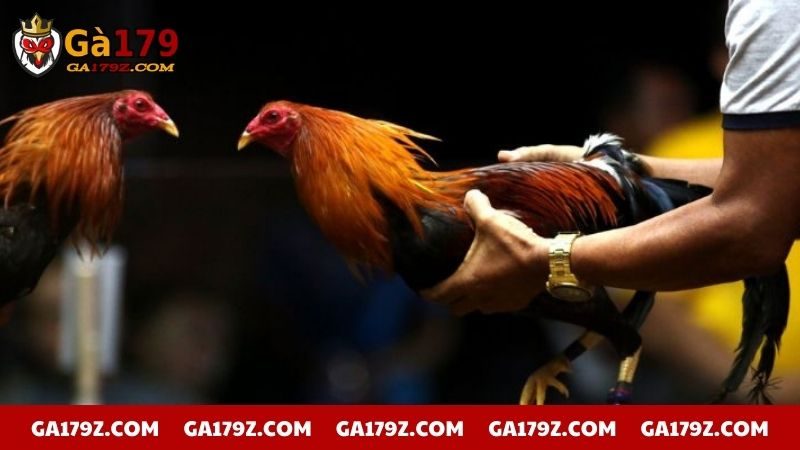 Phòng bệnh để chiến kê duy trì phong độ ổn định