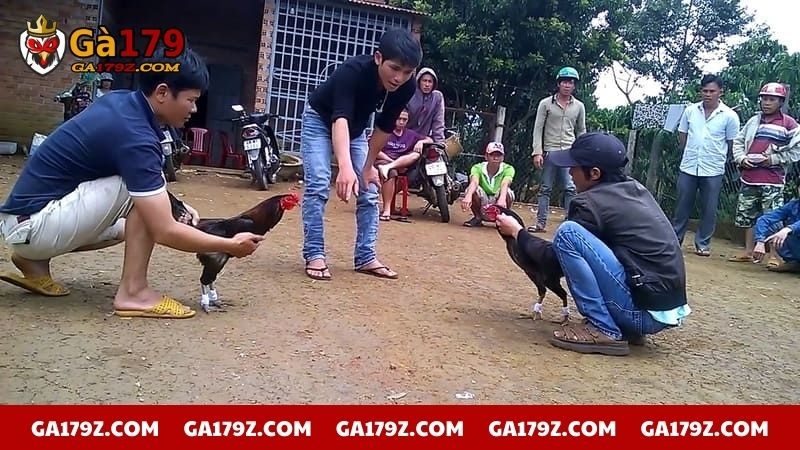 Quy định về cân nặng của gà chiến