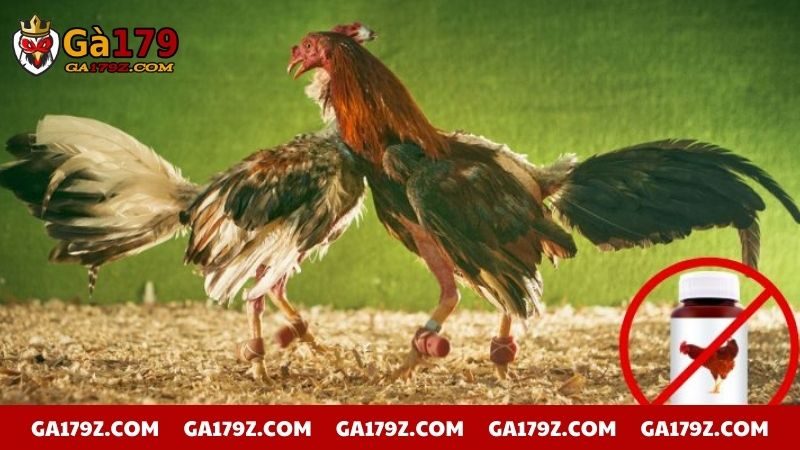 Không sử dụng nhiều thuốc tăng lực cho gà chiến