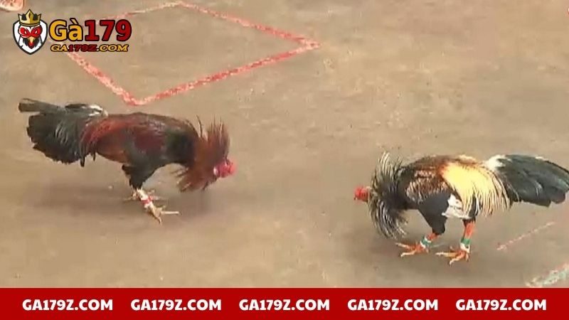 Thông tin về trận đá gà 24 tỷ