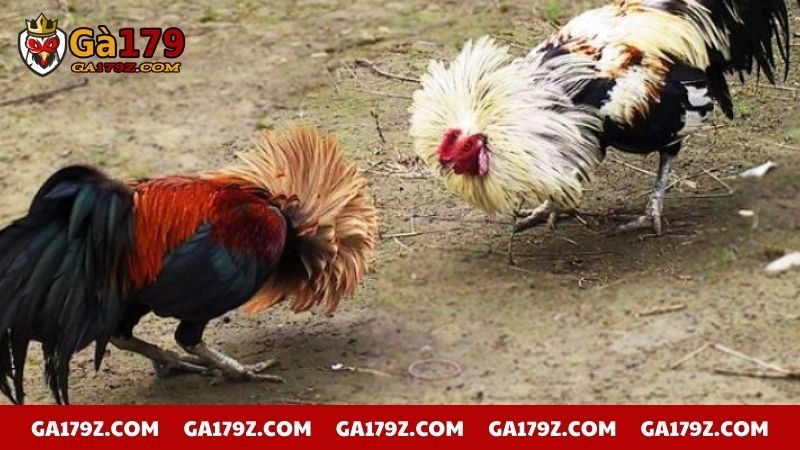 Thuật ngữ sử dụng khi muốn kết thúc cuộc chiến