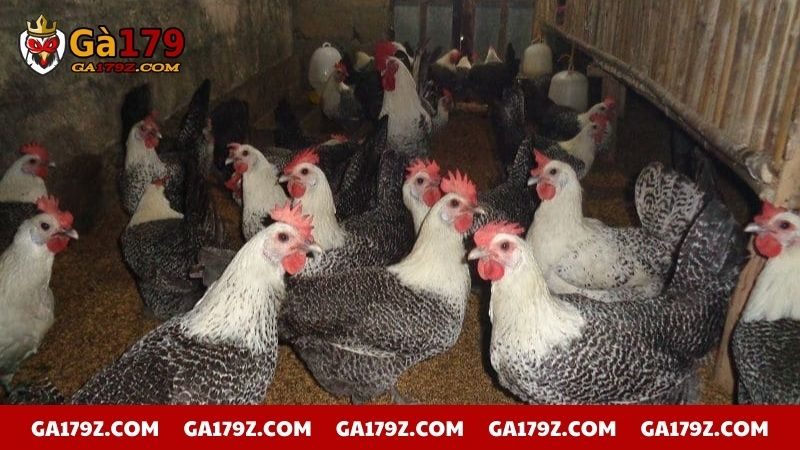 Cung cấp dinh dưỡng cần thiết để gà phát triển khỏe mạnh