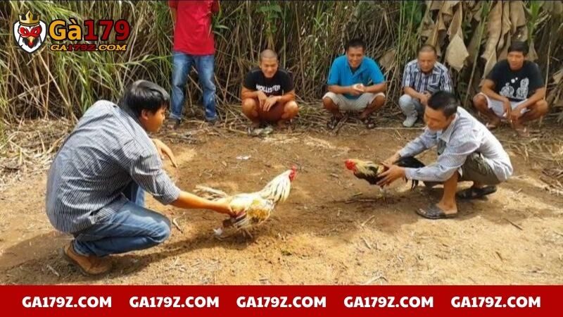 Tìm hiểu về nền văn hóa truyền thống đá gà miền Tây