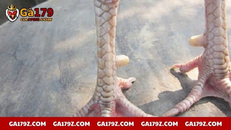 Tìm hiểu về vảy gà ngũ quỷ