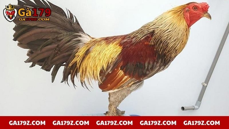 Vảy gà quý hiếm có giá thành rất cao