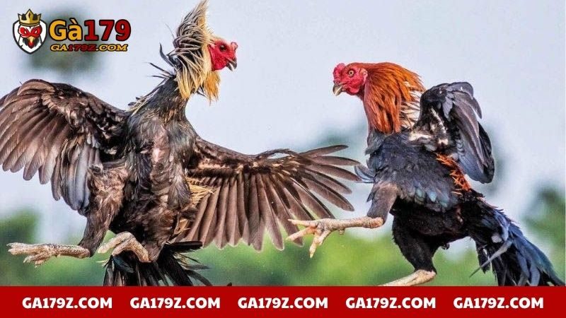 Vảy gà tài thể hiện sức bền bỉ trong chiến đấu