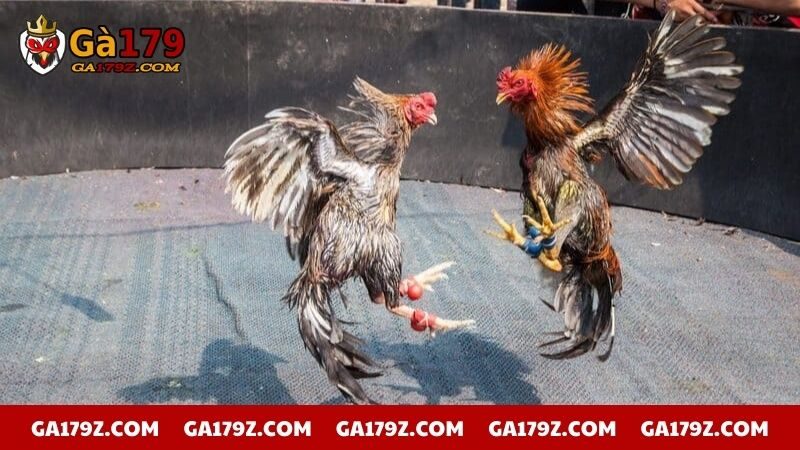 Vảy gà tứ quý phù địa mang lại vận may