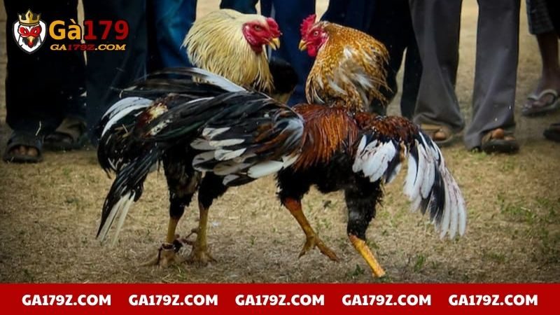 Xem chân gà chọi có khả năng ra đòn cực mạnh
