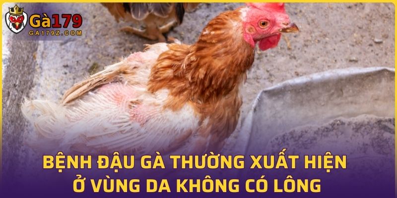 Bệnh đậu gà thường xuất hiện ở vùng da không có lông