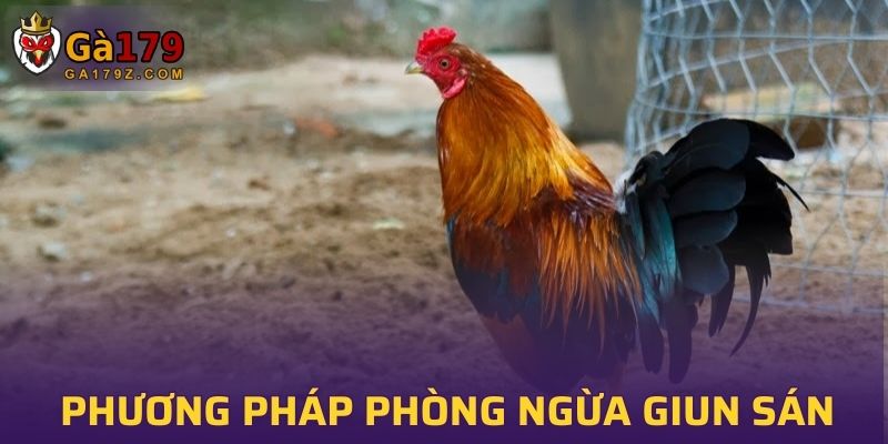 Phương pháp phòng ngừa giun sán cho chiến kê