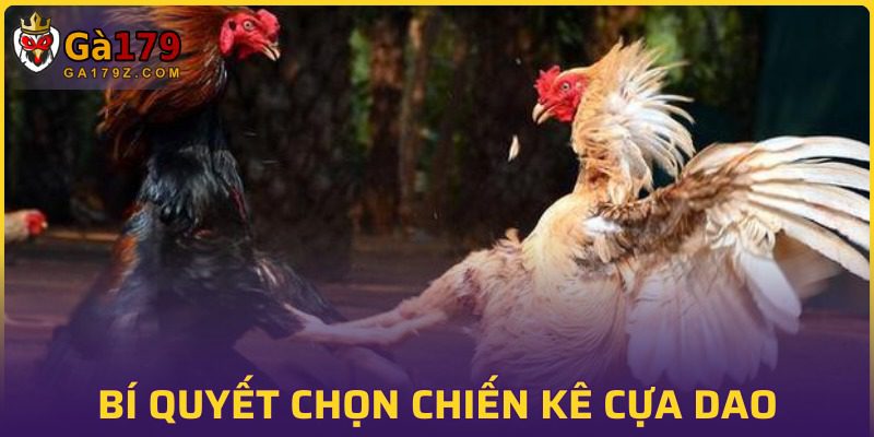 Bí kíp chọn ra gà chiến để chinh phục trường đấu kịch tính