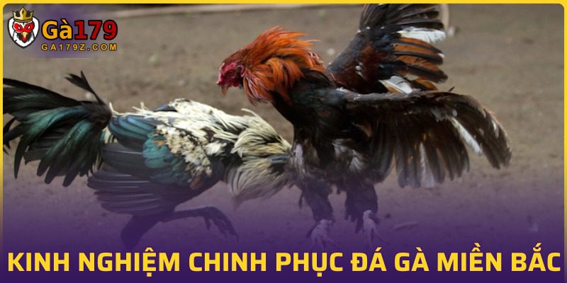 Bí kíp tham gia chọi kê miền Bắc hiệu quả