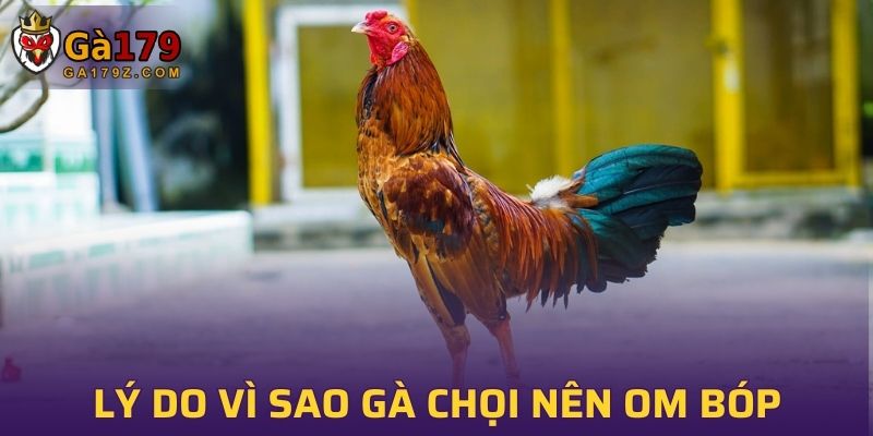 Lý do vì sao gà chọi nên om bóp