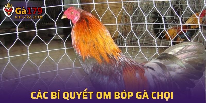 Các bí quyết om bóp gà chọi và hướng dẫn thực hiện