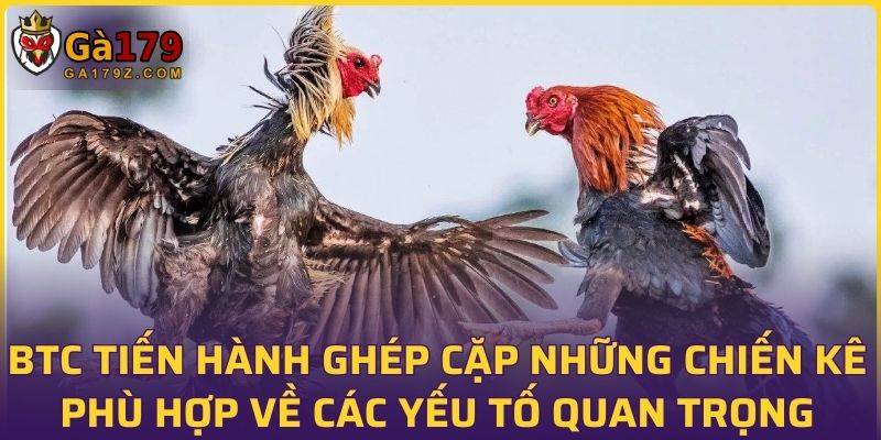 BTC tiến hành ghép cặp những chiến kê phù hợp về các yếu tố quan trọng