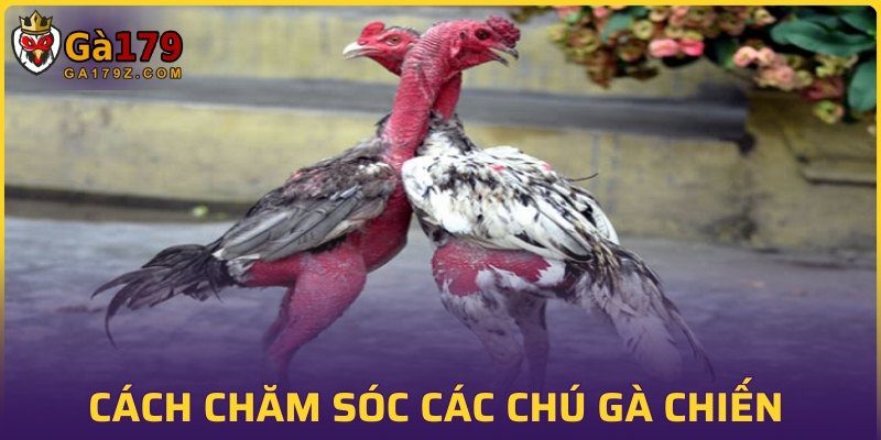 Cách chăm sóc các chú gà chiến
