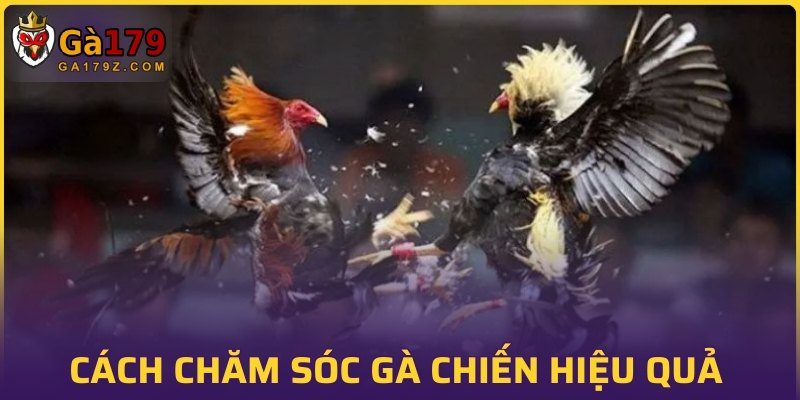 Cách chăm sóc gà chiến hiệu quả