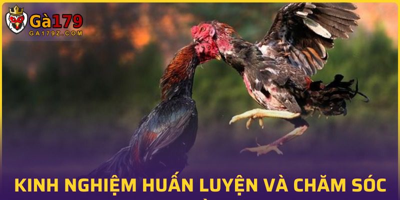 Cách chăm sóc hiệu quả cho người mới bắt đầu
