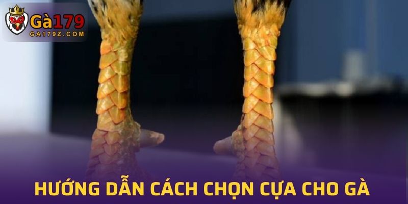 Hướng dẫn cách chọn cựa cho gà chọi tốt nhất