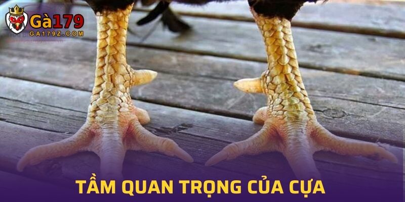Tầm quan trọng của cựa trong các trận đấu gà chọi