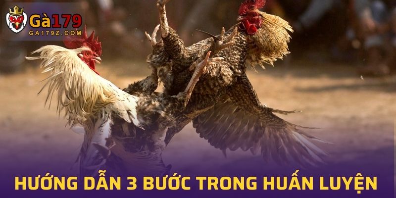 Hướng dẫn 3 bước trong cách huấn luyện gà chọi