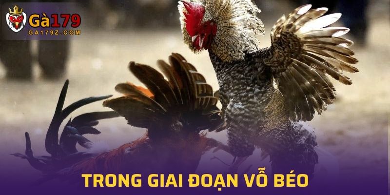 Cách huấn luyện gà chọi trong giai đoạn vỗ béo