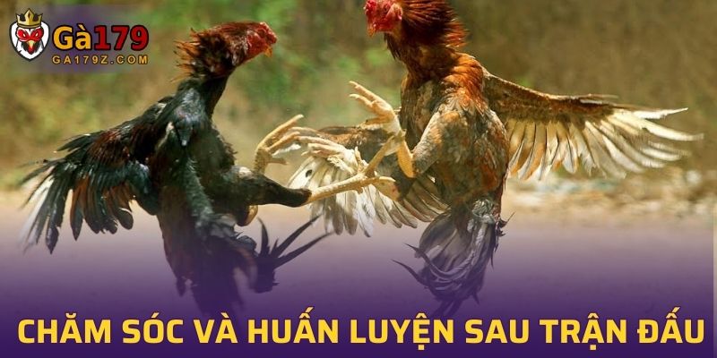 Chăm sóc và cách huấn luyện gà chọi sau mỗi trận đấu